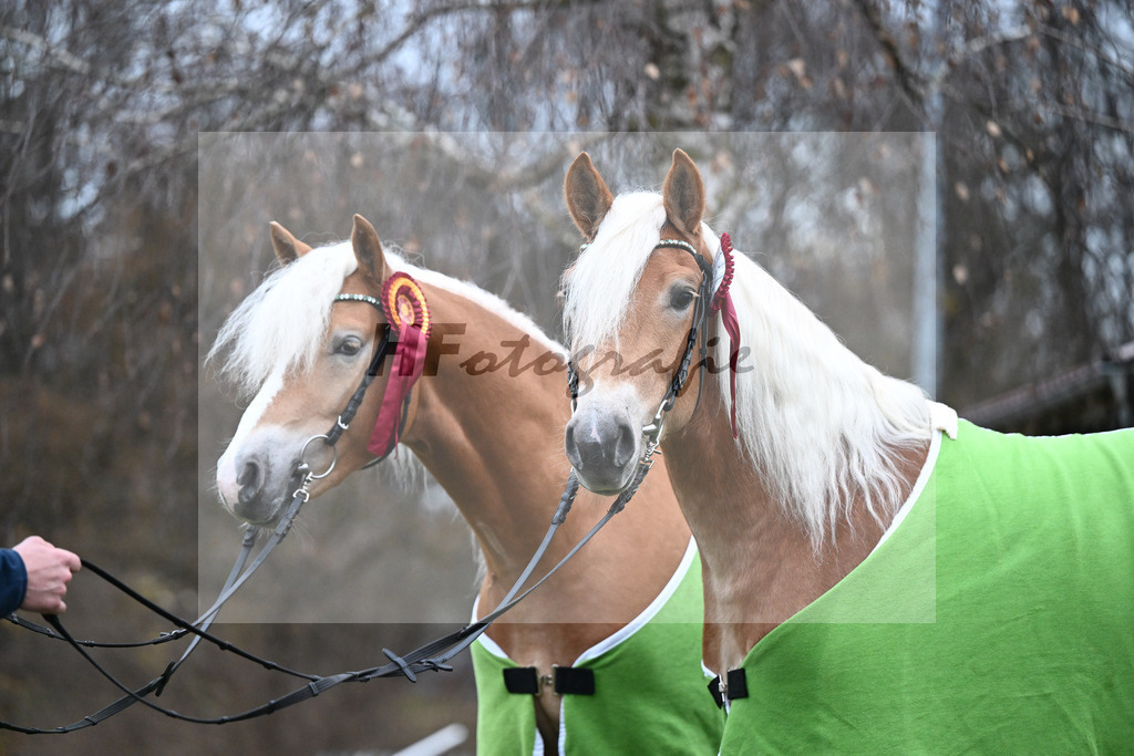 Kat-Nr. 2 nn v. Belantis_Kat-Nr. 25 Bandit v. Barios_Haflingergestuet Meura_48251840 | hf-fotografie - Realisiert mit Pictrs.com