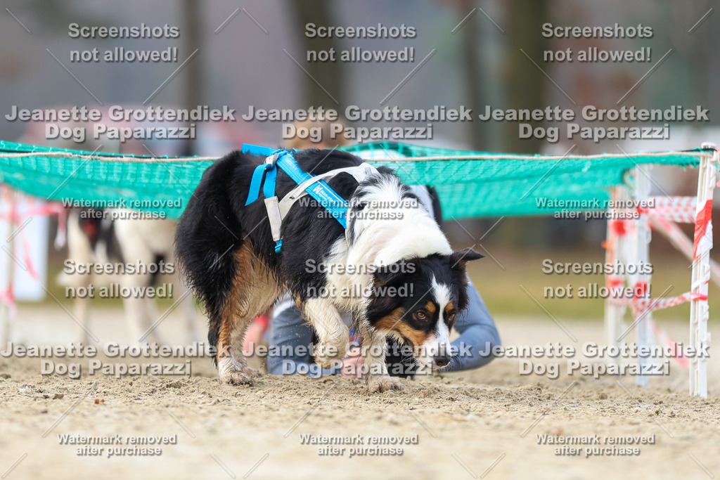 Dog Paparazzi - Strongdog North Mrz26-4169 | Dog Paparazzi Jeanette Grottendiek Fotografie & Videografie - Realisiert mit Pictrs.com