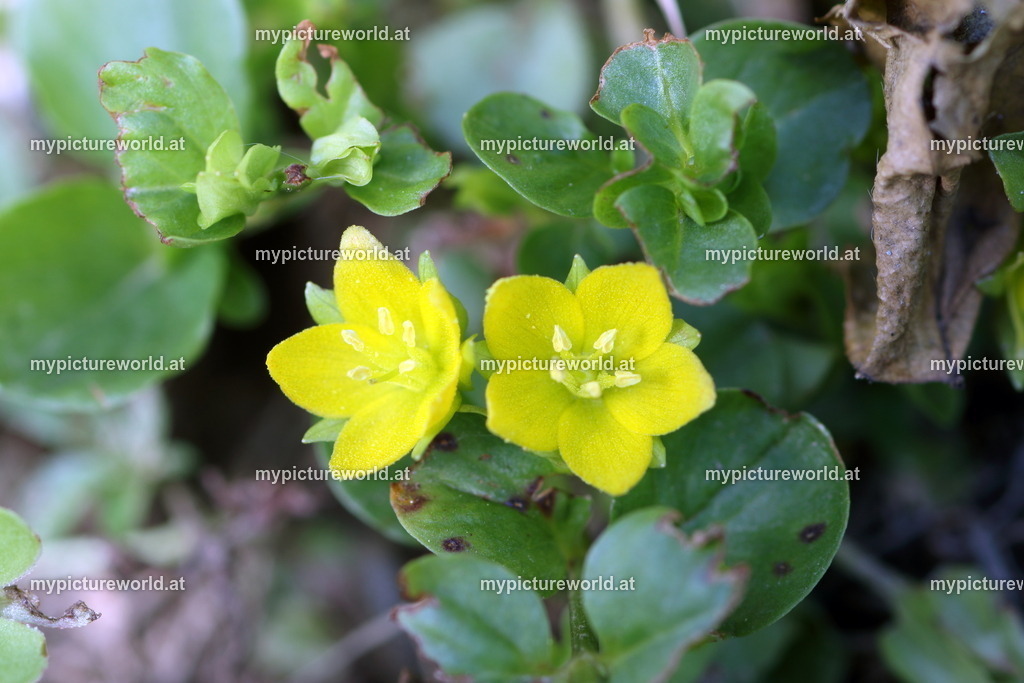 Pfennigkraut-001 | Das Bilderarchiv über Tiere, Planzen und Landschaften. In der Bilddatenbank finden Sie ein große Auswahl an hochwertigen Bilder für Ihre Werbung - Realized with Pictrs.com