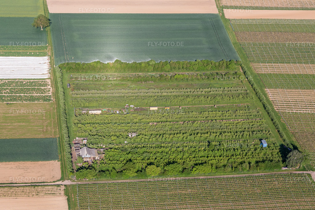 Luftbild: Obstplantage im Ortsteil Mühlhofen in Billigheim-Ingenheim im Bundesland Rheinland-Pfalz in Deutschland. Foto: IMG_131484.jpg vom 14.05.2022 durch Werner Riehm/FLY-FOTO.de