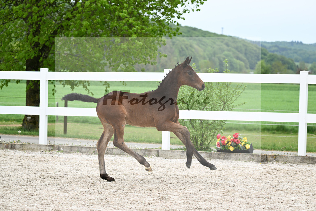 Kat-Nr. 28 HF Fair Deal x Dante Weltino_Locher_23261002 | hf-fotografie - Realisiert mit Pictrs.com