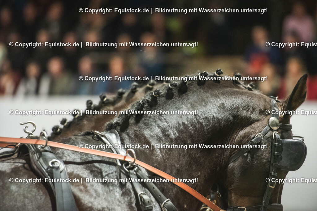 20240302_Hengstvorstellung_Marbach_TOMsPiC_0742 | equistock