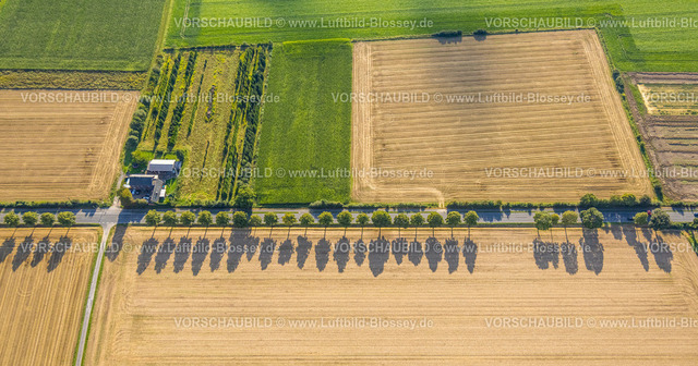 Soest230806013-2 | Luftbild, Baumallee mit Schattenwurf an der Oestinghauser Landstraße, Wiesen und Felder, Lühringsen, Soest,Soester Börde,Nordrhein-Westfalen, Deutschland