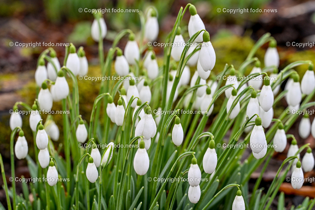 Fruehling_ Blumen_ Fruelingsboten_ 14.02.2024-4 | 14.02.2024, Linz, AUT, Fruehling, Blumen, Fruehlingsboten, im Bild Frühling, Blumen, Frühlingsboten, Fruehling, Fruelingsboten, Schneeglöckerl, Schneegloeckerl, Schneeglöckchen, Schneegloeckchen,  Blütenpflanze, Vorfrühling