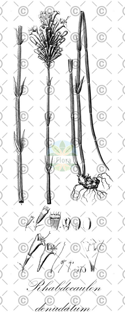 HistAbb_wfo-0001172395_1_ENZY_Simple | Historische Abbildung von Rhabdocaulon denudatum - Lamiaceae | Historical Illustration of Rhabdocaulon denudatum - Lamiaceae