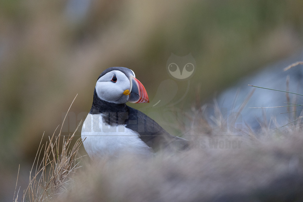R5NF1279-20230719 | Das Bild zeigt einen Papageitaucher (Fratercula arctica) in seinem natürlichen Lebensraum. Der Vogel sitzt inmitten von trockenem Gras und blickt aufmerksam zur Seite. Sein farbenprächtiger Schnabel und das markante Gefieder stechen hervor. - Realisiert mit Pictrs.com