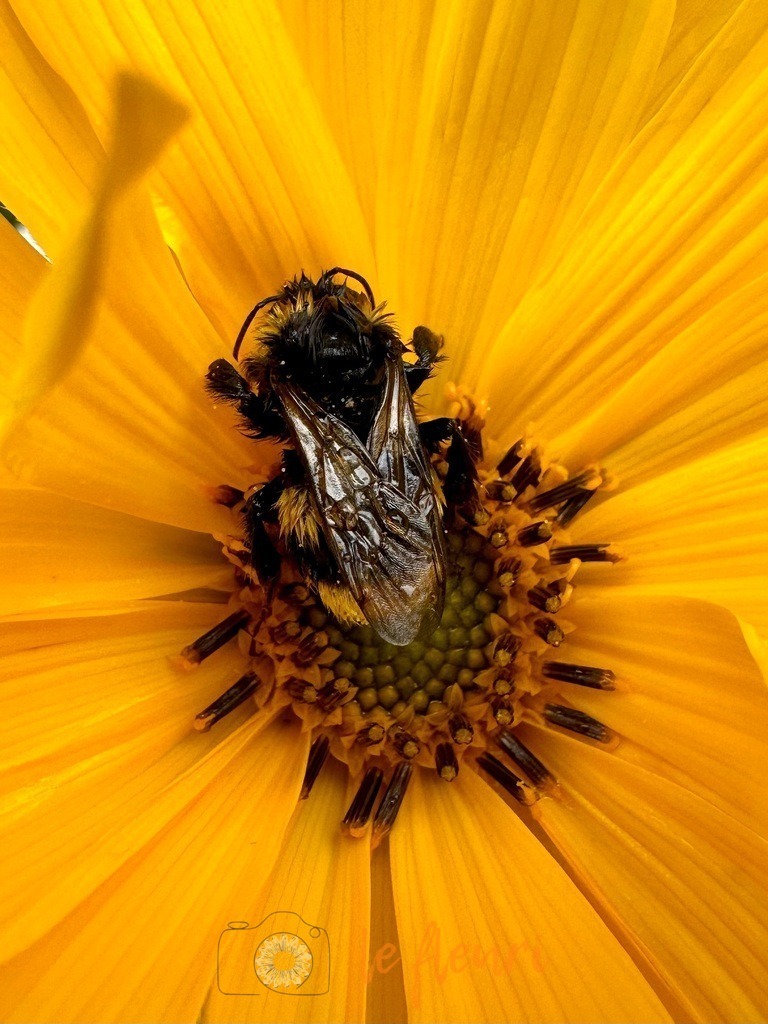 Durchnässtes Insekt | Dies ist der Shop von Florian Blum - le fleuri. Langenthal, Bern, SchweizSie können hier meine oder ihre eigenen Fotos als Fotoprodukte kaufen. Tassen, Schlüsselanhänger, Taschen etc. können Sie hier gestalten.  - Realisiert mit Pictrs.com