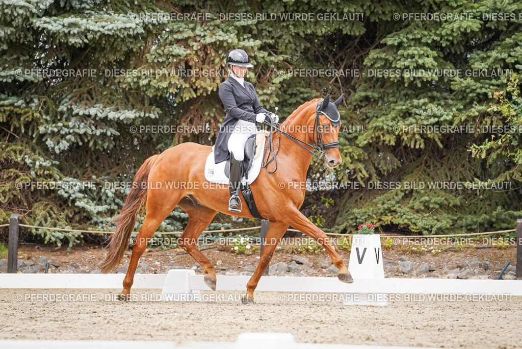 DSC05186 | Pferdegrafie