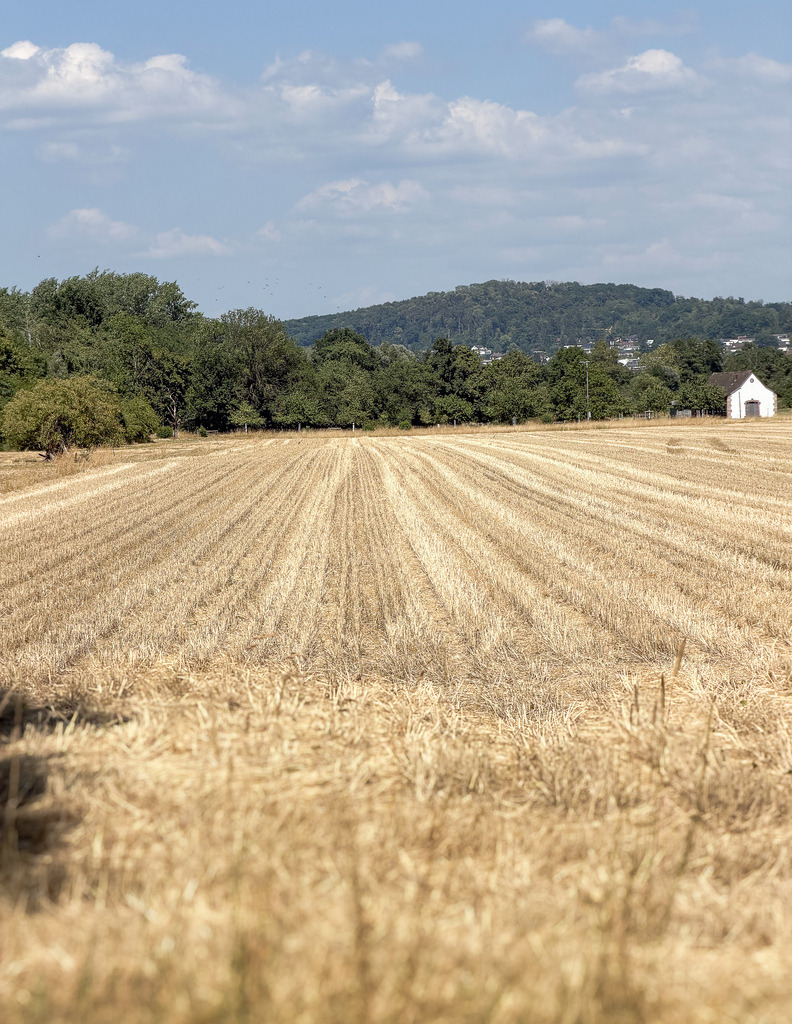Weite des Sommers – Minimalistische Feldlandschaft mit weißem Haus | Bringen Sie die beruhigende Ästhetik des Sommers und zeitlose Eleganz in Ihre Räume. Diese kunstvolle Landschaftsfotografie besticht durch ihre klare, geometrische Linienführung des frisch geernteten Kornfeldes, die den Blick sanft zum Horizont leitet. Das reduzierte, weiße Häuschen am Rande des Hügels setzt einen subtilen, architektonischen Akzent in der natürlichen Kulisse. Mit seiner warmen, erdigen Farbpalette und dem weiten, hellblauen Himmel schafft dieses Werk eine Oase der Ruhe und optischen Weite in Ihrem Wohnzimmer, Schlafbereich oder modernen Kanzleiräumen.Material-Empfehlung: Um die natürliche Wärme der Stoppelstrukturen und die feinen Kontraste der Wolken perfekt zur Geltung zu bringen, empfehle ich dieses Motiv auf mattem Alu-Dibond oder als Leinwand auf Echtholz-Keilrahmen für einen sanften, organischen Look. Holen Sie sich dieses Gefühl von Freiheit und Entschleunigung nach Hause – wählen Sie jetzt Ihr Wunschmaterial und bestellen Sie Ihr Premium-Wandbild.[Archiv-Nr. #0105] - Realisiert mit Pictrs.com