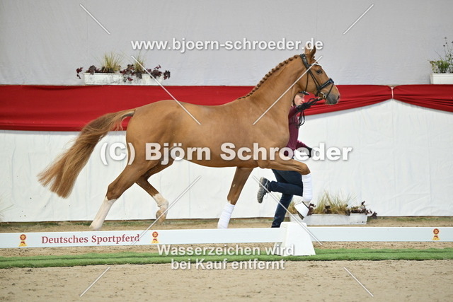099_Extra Gold - Fürstenball_960_1699 | Björn Schroeder Pferdefotografie
