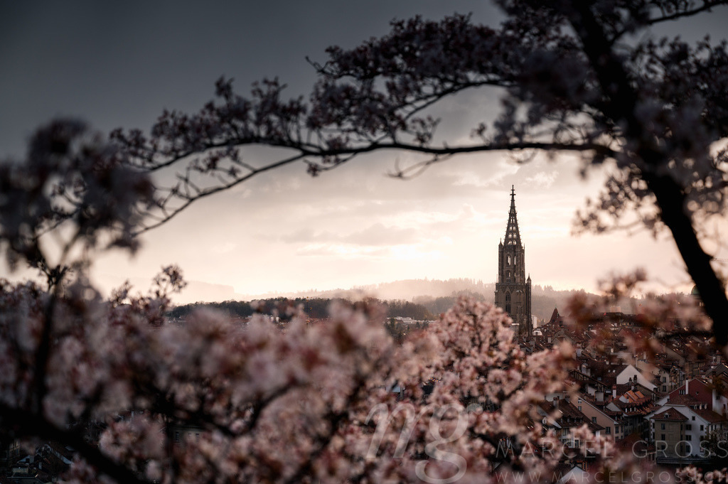 Berner Münster during cherry blossom with dramatic clouds over the oldtown of Bern in spring | Die ideale Geschenkidee für Naturliebhaber. Naturbilder von Marcel Gross Photography für ihr Zuhause in den verschiedensten Formaten und Materialien. - Realisiert mit Pictrs.com