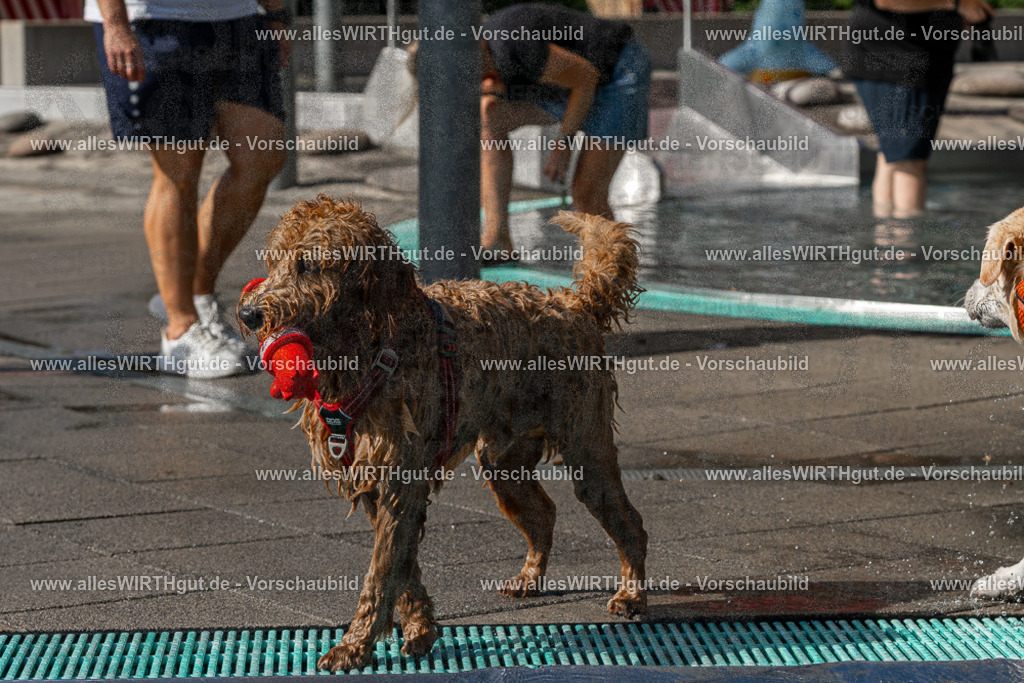 Hundeschwimmen_Volksbad_2026-allesWIRTHgut_Tierfotografie-2609061535-FAY07294 | Professionelle Tierfotografie in Mönchengladbach von Daniel Wirth (allesWIRTHgut). Liebevolle & natürliche Bilder von Hunden & Katzen für unvergessliche Erinnerungen.