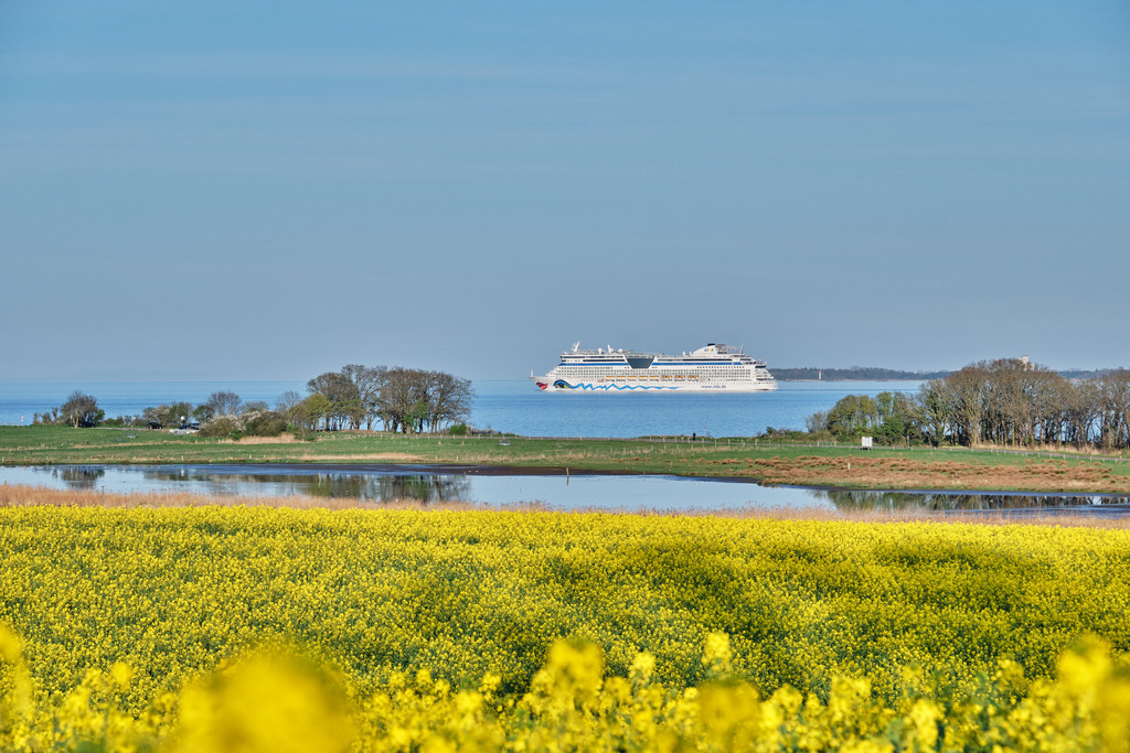 Aidabella im Raps_2 | Entdecken Sie hochwertige Fotoprodukte für Ihr Zuhause, Büro oder als besonderes Geschenk.rpixel.de bietet Ihnen exklusive Fotografien aus den Bereichen Natur, Landschaft und Motiven vom Meer.Einfach direkt im Online-Shop bestellen. - Realisiert mit Pictrs.com
