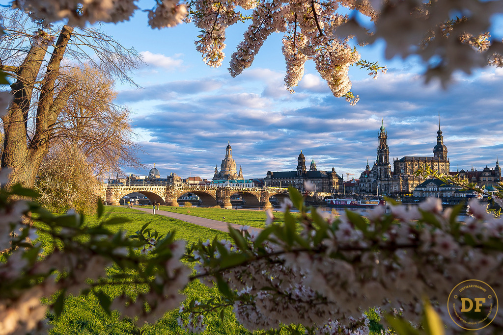 9332-Top-Baum-Canalettoview-L-2 | Geschenke, Wandbilder und Accessoires mit Motiven aus Dresden und anderen schönen Orten zur Verschönerung Deines zu Hauses und zum verschenken gewünscht? Wähle Deine Lieblingsbild auf dem Produkt Deiner Wahl. 