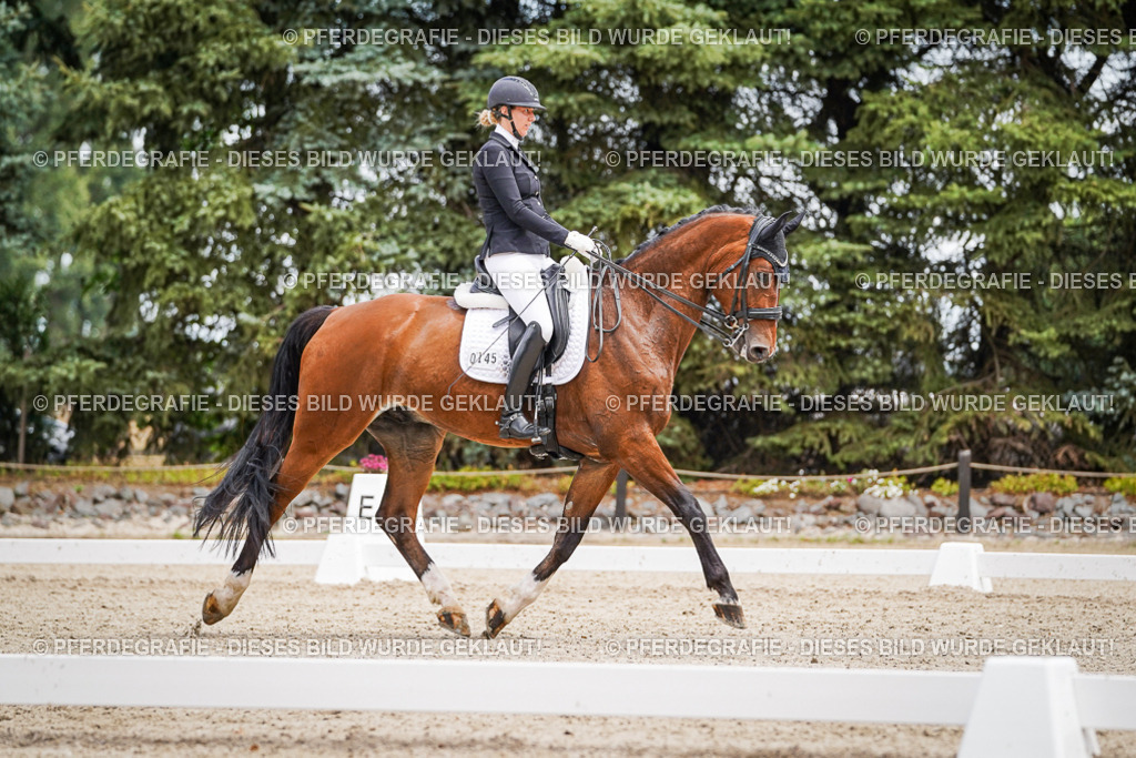 DSC04164 | Pferdegrafie