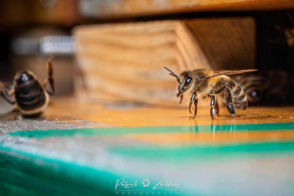 Workingbees-Zöchling (6) | Patrick Zöchling - Realisiert mit Pictrs.com