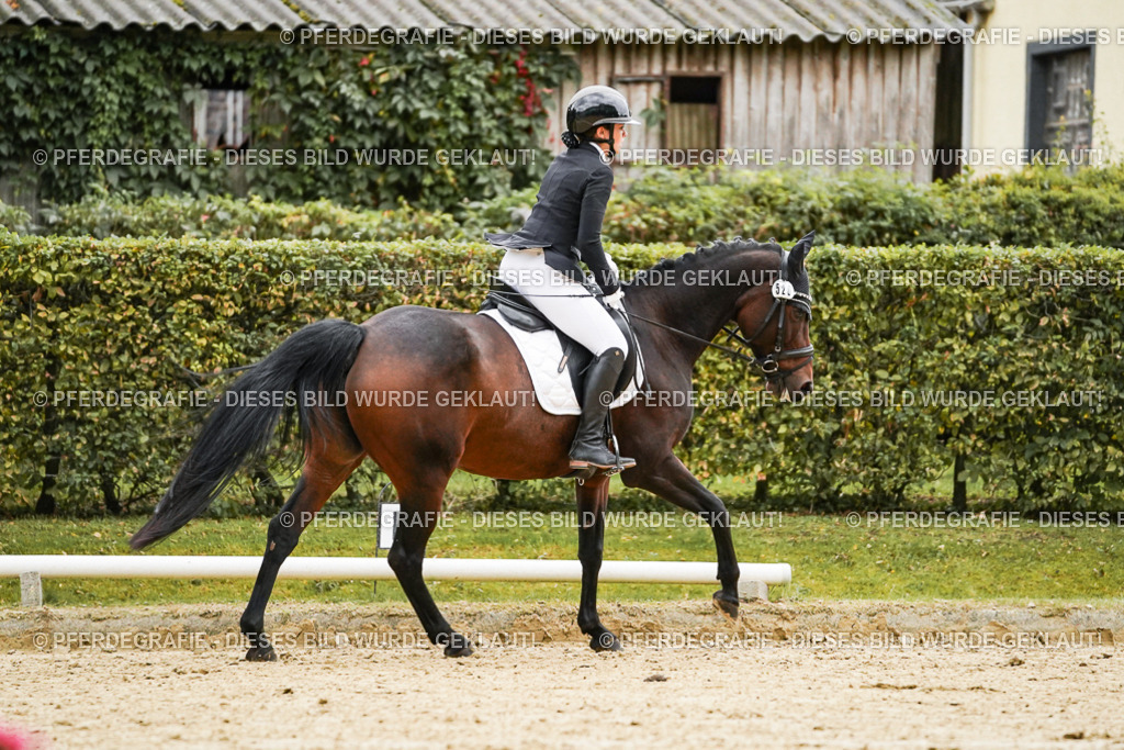 DSC07036 | Pferdegrafie