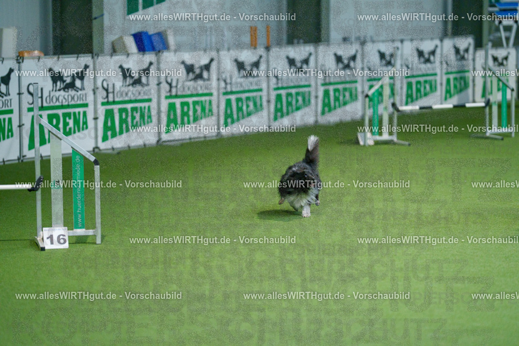 @allesWIRTHgut_Tierfotografie - www.allesWIRTHgut.de - 2604250841-7R507403 | Professionelle Tierfotografie in Mönchengladbach von Daniel Wirth (allesWIRTHgut). Liebevolle & natürliche Bilder von Hunden & Katzen für unvergessliche Erinnerungen.