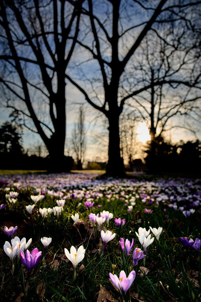 Krokusse | kleinen-fotografie