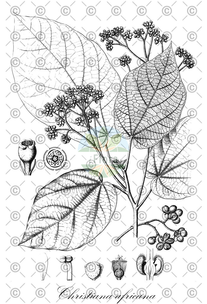 HistAbb_wfo-0000603644_1_ENZY_Simple | Historische Abbildung von Christiana africana - Malvaceae | Historical Illustration of Christiana africana - Malvaceae
