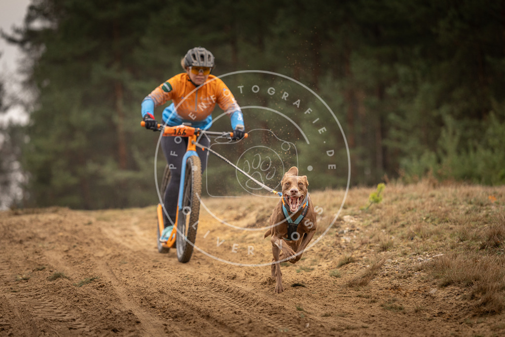 Pfotenfotografie_DV3A4413 | Hundefotografie, Tierfotograf, Pfotenfotografie, Fotoshooting Hund, Hunde Portrait, Hundesport, Hundeportraits, Heideshooting, Hunde, Sportfotograf, Hundefotograf, Turnierhundsport, THS,  - Realisiert mit Pictrs.com