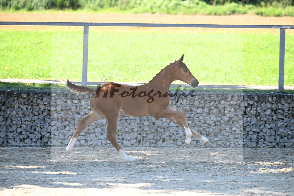 Kat-Nr. 14 Cascadello I x Lyjanero_HF_Regele_26250196 | hf-fotografie - Realisiert mit Pictrs.com