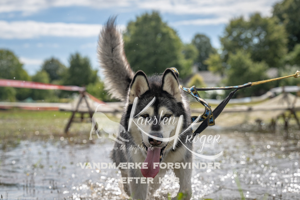 1332_ZZ90115 | kk-dogfotos