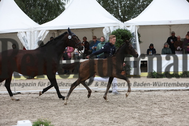 Birkhof_Fohlenchampionat_2023_KN_40 (6) | Alle Fotos der Reiterjournal Fotografin Doris Matthaes im Reiterjournal Online-Fotoshop. - Realisiert mit Pictrs.com