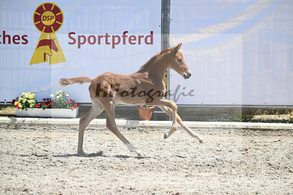 Kat-Nr. 32 HF Arezzo Gold_Ott_12230838 | hf-fotografie - Realizzato con Pictrs.com