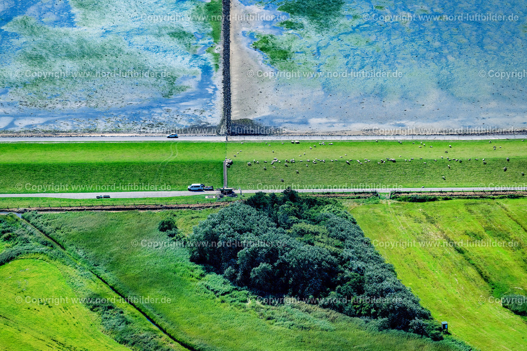 Sylt_Morsum_Deich_Schafe_ELS_5018130825 | SYLT 13.08.2025 Küsten- Landschaft mit Deich- Schutzstreifen mit Schafen an der Straße Gungwai in Sylt Nordsee - Insel im Bundesland Schleswig-Holstein, Deutschland. // Coastline with dike protection strips on street Gungwai in Sylt North Sea Island in the state Schleswig-Holstein, Germany. Foto: Martin Elsen