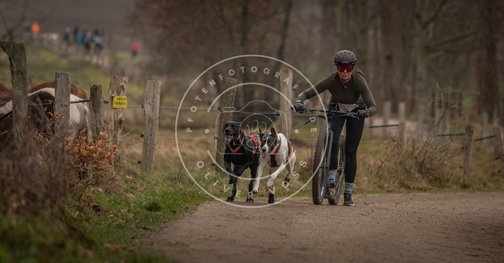Pfotenfotografie_DV3A3139 | Hundefotografie, Tierfotograf, Pfotenfotografie, Fotoshooting Hund, Hunde Portrait, Hundesport, Hundeportraits, Heideshooting, Hunde, Sportfotograf, Hundefotograf, Turnierhundsport, THS,  - Realisiert mit Pictrs.com