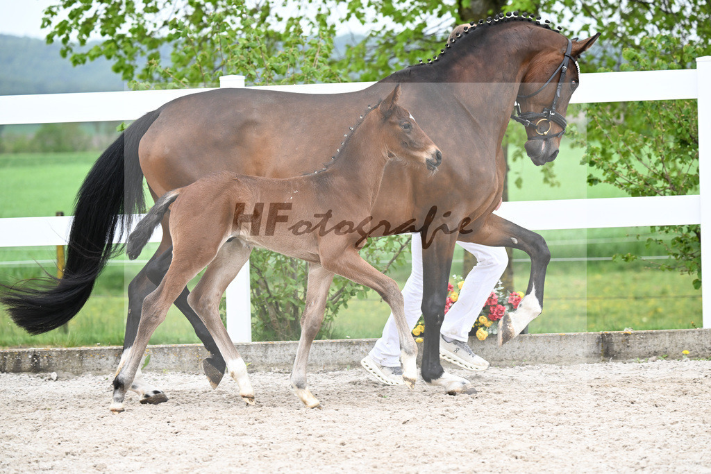 Kat-Nr. 13 HF Kruegerrand x L Espoir_Greim_23261133 | hf-fotografie - Realisiert mit Pictrs.com