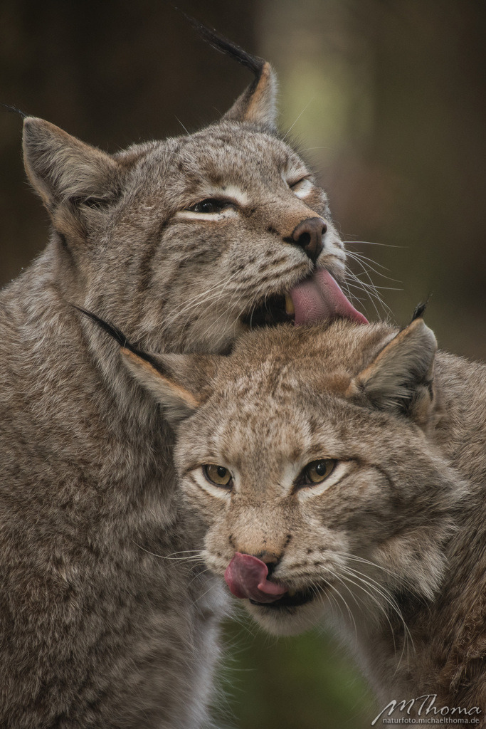 Katzenwäsche bei den Luchsen | Dies ist der Online-Shop von naturfoto.michaelthoma.de. Ich bin leidenschaftlicher Naturfotograf und fotografiere von der Andromedagalaxie bis zum Zwergtaucher, von der Ameise bis zum Orionnebel alles was mit Natur zu tun hat. Hier kann eine Auswahl meine - Realisiert mit Pictrs.com