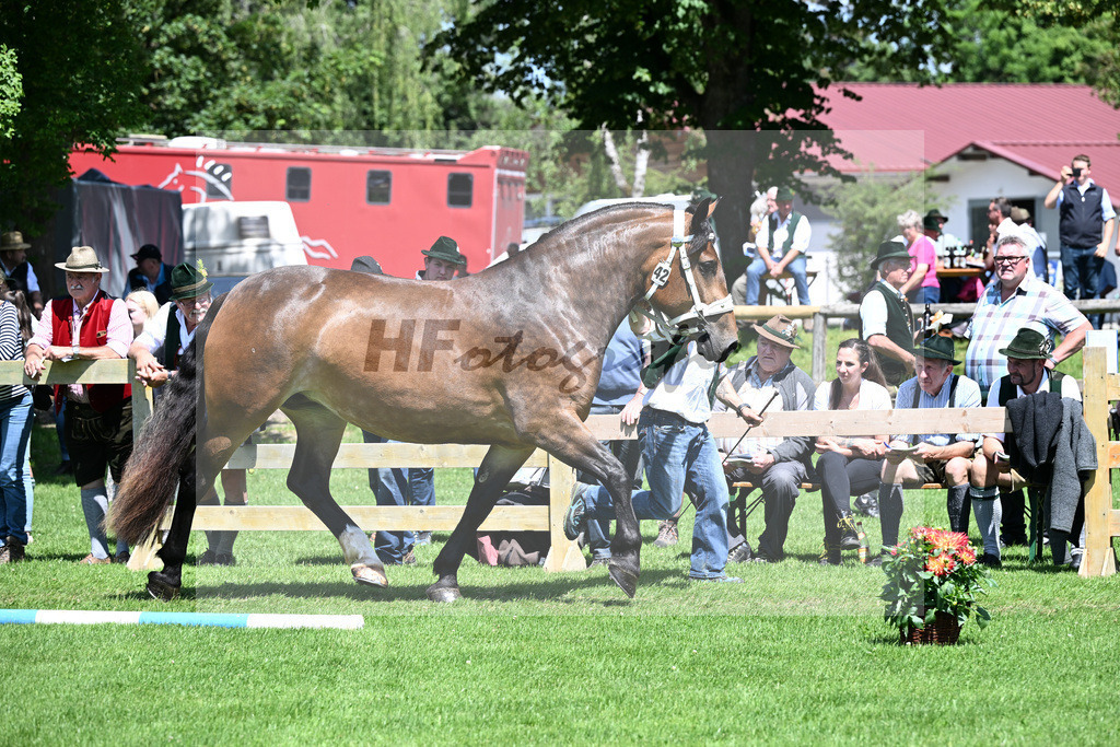 Kat-Nr. 42 Goldstueck v. Schwanstein_Manhart_22240726 | hf-fotografie - Realizzato con Pictrs.com