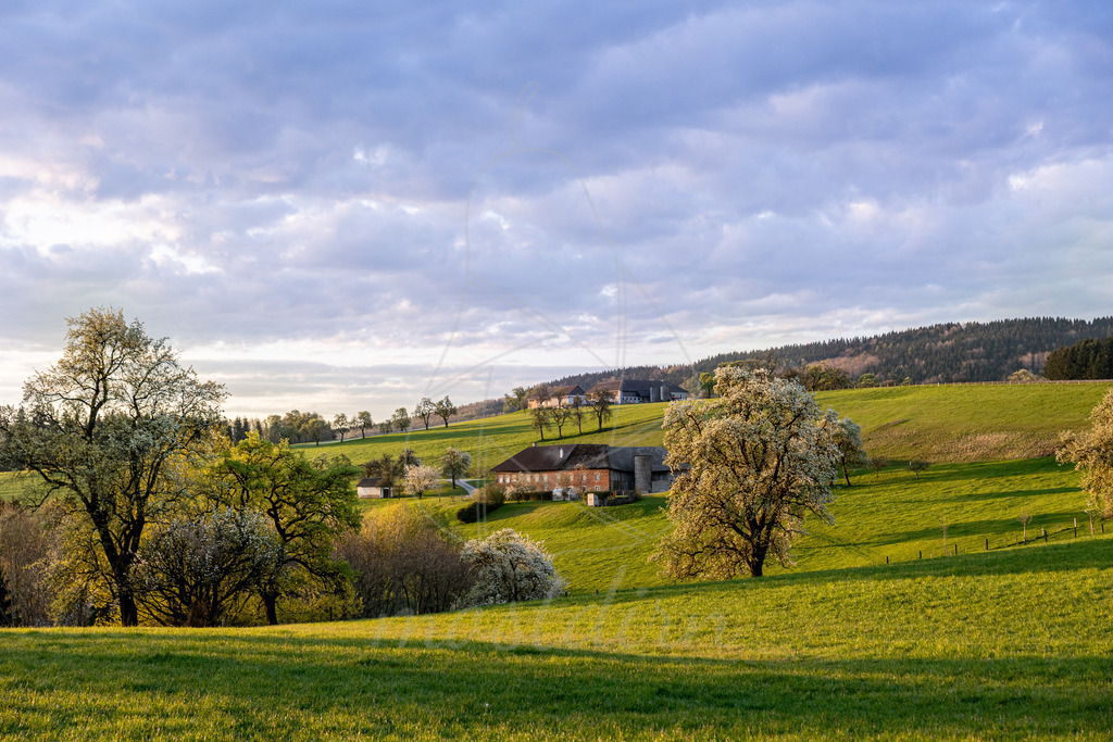 Birnbaumbluete_Mostviertel_best_Of_Mostdirn_Irmgard_Wieser-7901 | Ihre Fotografin im Lungau, ihre Fotografin im Mostviertel, Wandbilder Onlineshop, Imagefotos für Ihr Unternehmen,  - Realisiert mit Pictrs.com