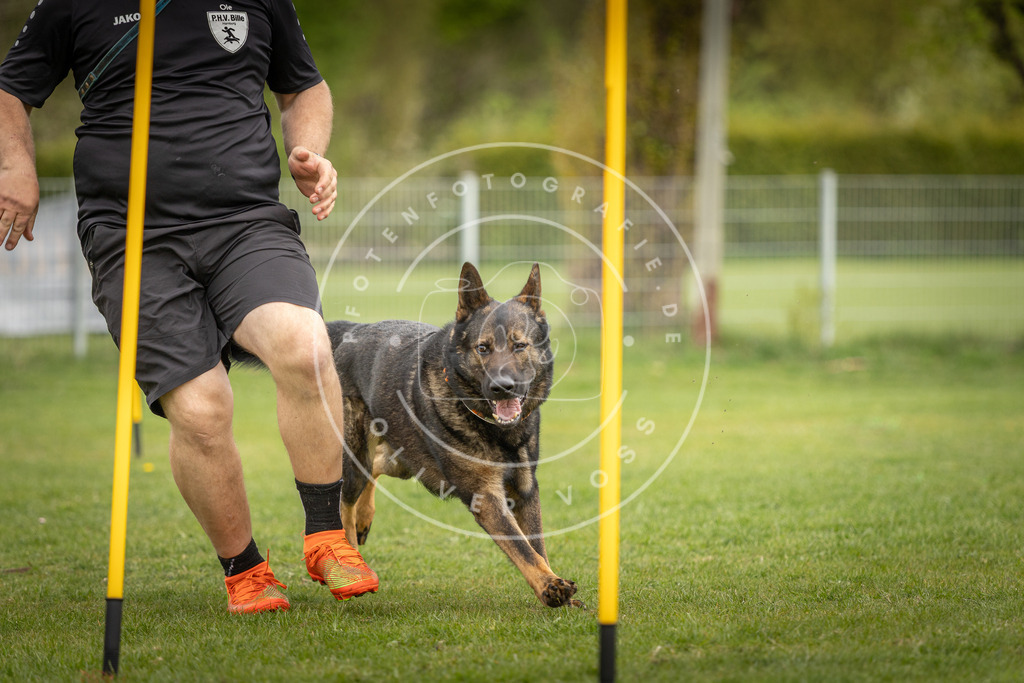 Pfotenfotografie_DV3A9930 | Hundefotografie, Tierfotograf, Pfotenfotografie, Fotoshooting Hund, Hunde Portrait, Hundesport, Hundeportraits, Heideshooting, Hunde, Sportfotograf, Hundefotograf, Turnierhundsport, THS,  - Realisiert mit Pictrs.com