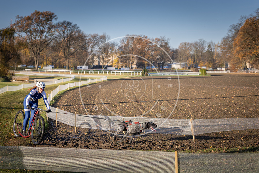 CaniXpix_DV3A1402 | Hundefotografie, Tierfotograf, Pfotenfotografie, Fotoshooting Hund, Hunde Portrait, Hundesport, Hundeportraits, Heideshooting, Hunde, Sportfotograf, Hundefotograf, Turnierhundsport, THS,  - Realisiert mit Pictrs.com