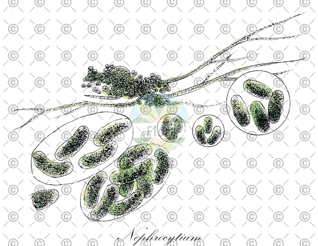 HistAbb_EMP_48268_1_SIMPLE | Historische Abbildung von Nephrocytium - Oocystaceae (0) | Historical Illustration of Nephrocytium - Oocystaceae (0)