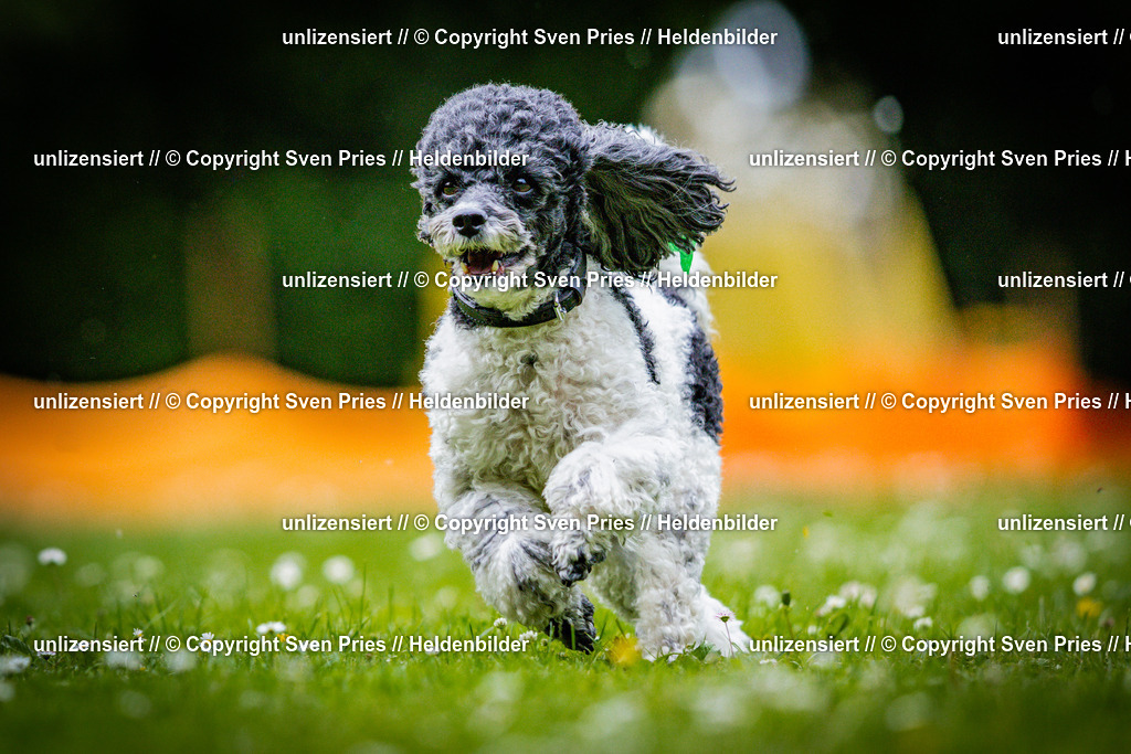 Sven Pries | 2025-05-29 - Pudelrennen KA-Durlach - Realisiert mit Pictrs.com