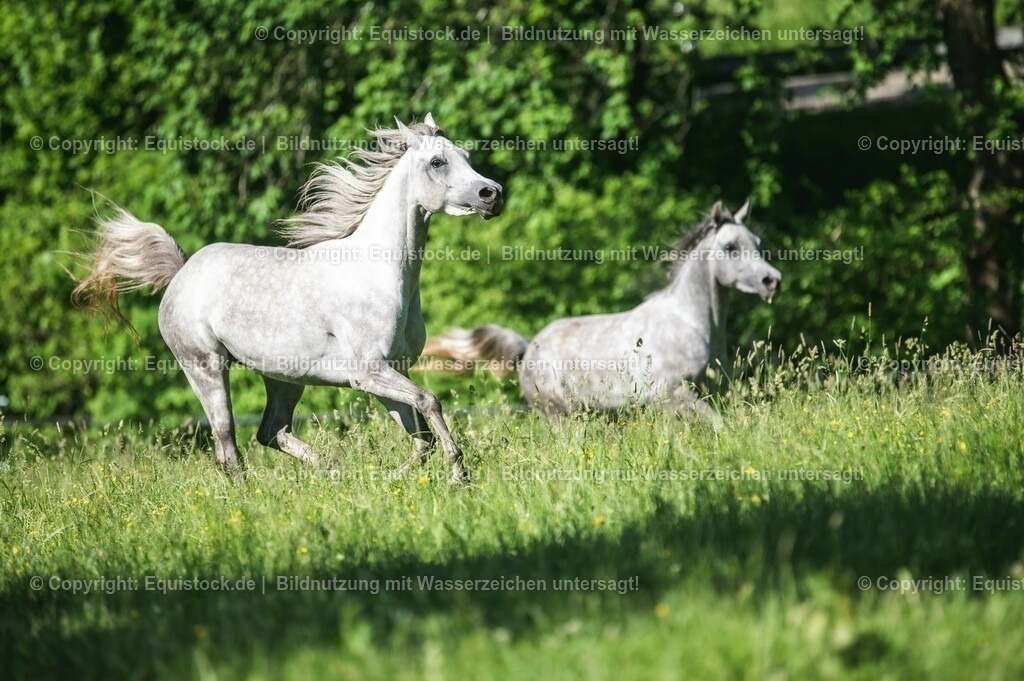 20210617_Araber_Marbach_Koppel_0071 | Foto: Thomas Hartig
