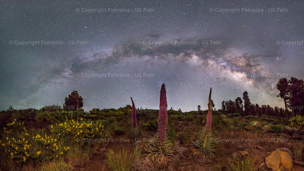 Tajinaste under the milky way - La Palma | Fehrpics - hochwertige Fotoprodukte rund um Landschaft, Natur, Sterne & Milchstraße. - Realisiert mit Pictrs.com