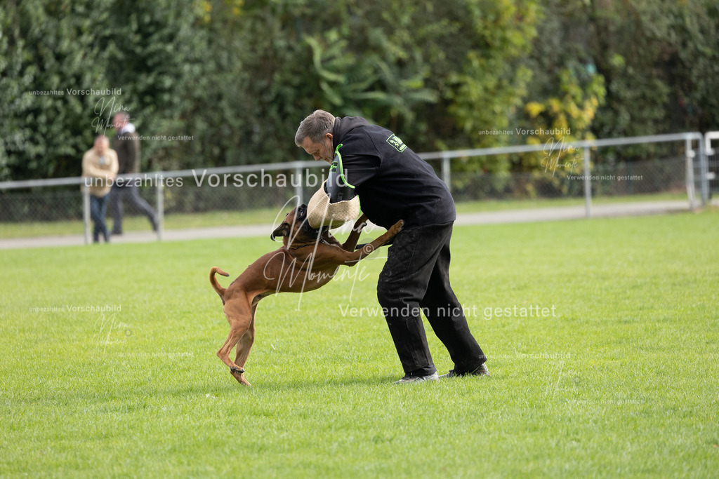 _16A7074 | Einzigartige Fotos von Hunden & Menschen –Actionfotos, Portraits, Vereinsaufnahmen & Paarshootings – authentisch, lebendig & mit Herz.