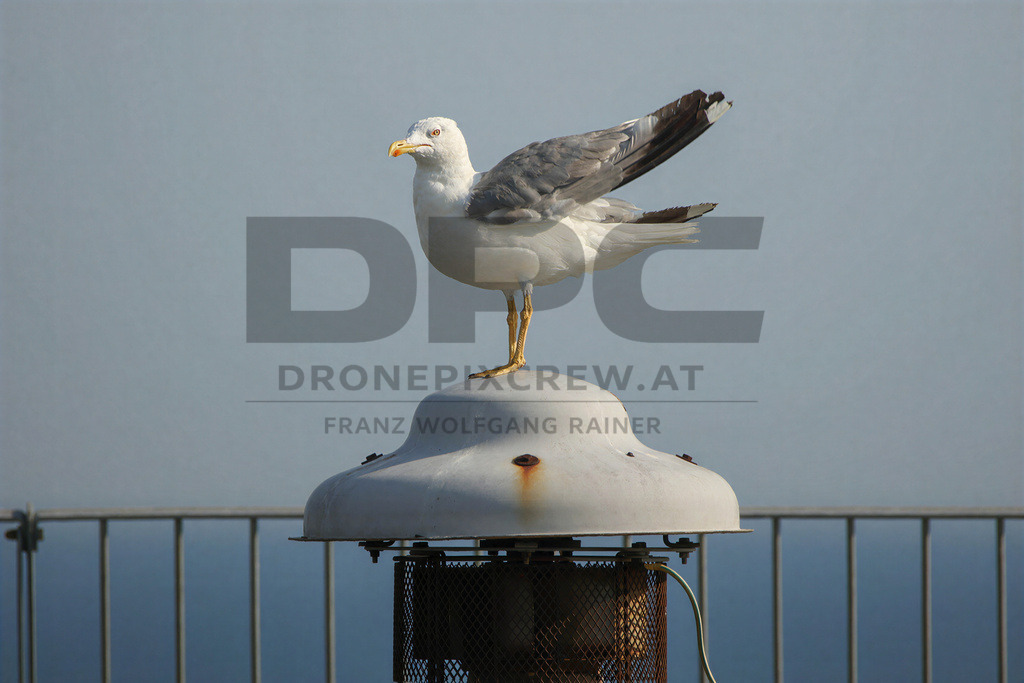 Yellow-legged Gull (Larus michahellis) | Yellow-legged Gull (Larus michahellis), a large gull species commonly found along Mediterranean coasts, rocky shorelines, harbours and coastal areas. - Realisiert mit Pictrs.com