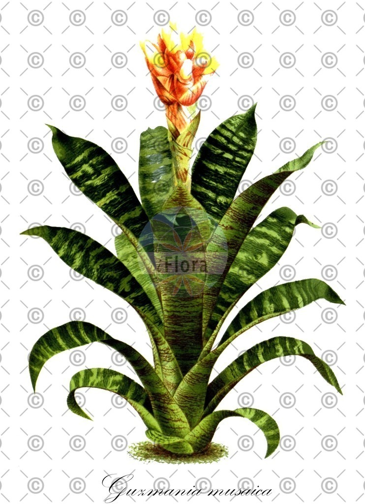 HistAbb_wfo-0001336798_1_ENZY_Simple | Historische Abbildung von Guzmania musaica - Bromeliaceae | Historical Illustration of Guzmania musaica - Bromeliaceae