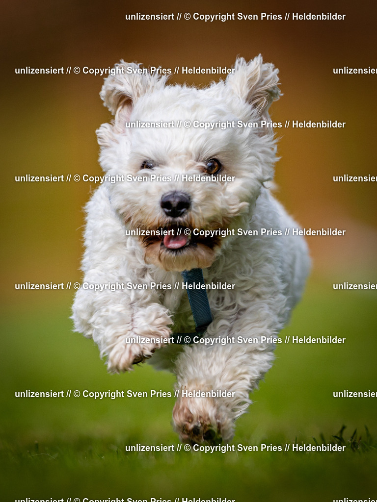 Sven Pries | 2024-09-22 - Hunderennen Baden-BadenPudelverein - Realisiert mit Pictrs.com