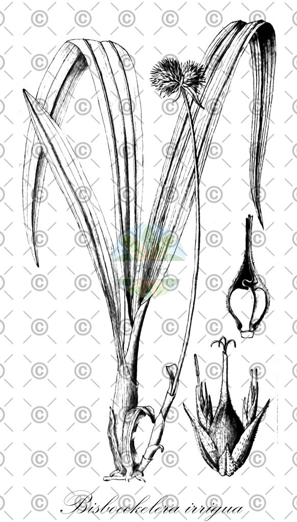 HistAbb_wfo-0000341535_2_ENZY_Simple | Historische Abbildung von Bisboeckelera irrigua - Cyperaceae | Historical Illustration of Bisboeckelera irrigua - Cyperaceae