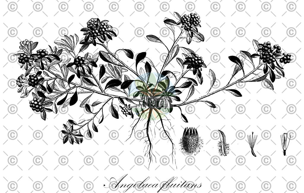 HistAbb_wfo-0000536542_428_ENZY_Simple | Historische Abbildung von Angolaea fluitans - Podostemaceae | Historical Illustration of Angolaea fluitans - Podostemaceae