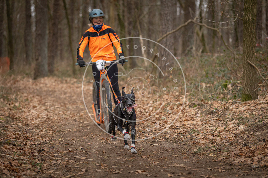 Pfotenfotografie_DV3A7624 | Hundefotografie, Tierfotograf, Pfotenfotografie, Fotoshooting Hund, Hunde Portrait, Hundesport, Hundeportraits, Heideshooting, Hunde, Sportfotograf, Hundefotograf, Turnierhundsport, THS,  - Realisiert mit Pictrs.com