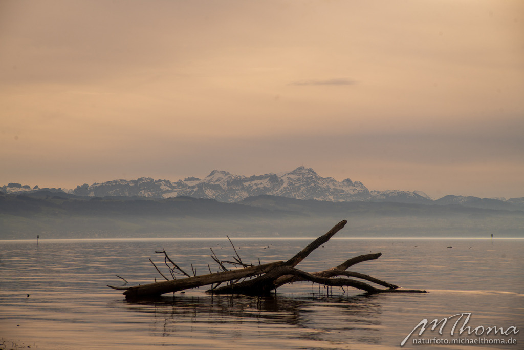 Bodensee mit Säntis | Dies ist der Online-Shop von naturfoto.michaelthoma.de. Ich bin leidenschaftlicher Naturfotograf und fotografiere von der Andromedagalaxie bis zum Zwergtaucher, von der Ameise bis zum Orionnebel alles was mit Natur zu tun hat. Hier kann eine Auswahl meine - Realisiert mit Pictrs.com
