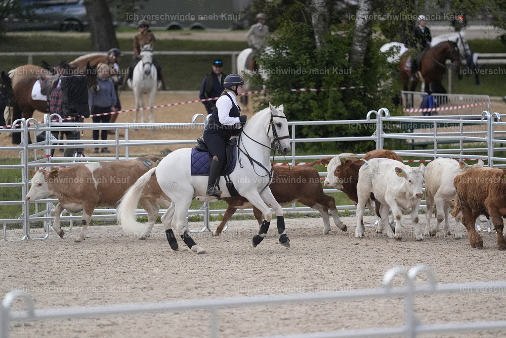 PI26_COW_Stoibphotography_DSC5877.JPG | working equitationturnier fotograf videograf stoibphotography marixx film working equitation deutschland reitsport turnierfotografie eventfotografie equestrian events